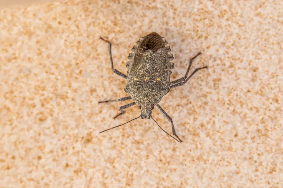 Stink Bug — Pest Control