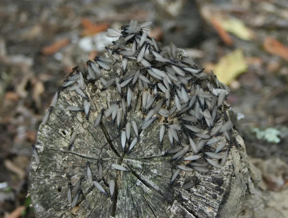 Termites — Pest Control